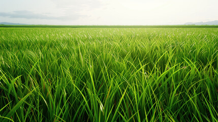 Fototapeta premium Verdant Growth of Rice Plants