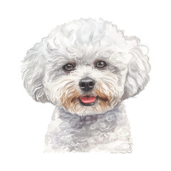Maltese dog watercolor good quality and good design