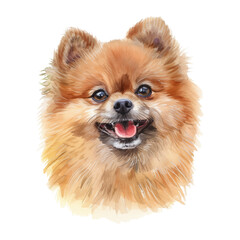 Pomeranian dog watercolor good quality and good design