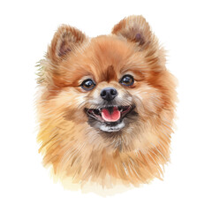 Obraz premium Pomeranian dog watercolor good quality and good design