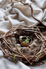 A bird nest made of twigs, grass, and natural materials, with a broken egg inside. The nest is built on the ground using soil, wood, and terrestrial plants - 786192056