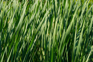Green fresh reed stalks on a sunny day.
