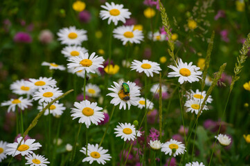 Meadow daisies among grass and beetles collect nectar.
