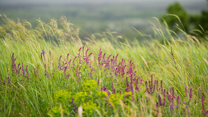 Violet flowers of cornflowering in meadow grass.