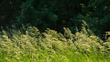 Naklejka premium Spikelets of meadow grass on a dark background of deciduous forest.