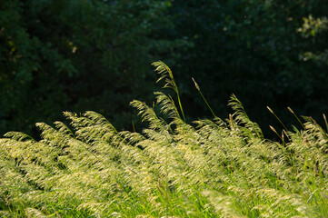 Spikelets of meadow grass on a dark background of deciduous forest.
