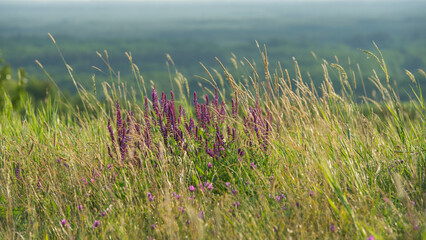 Violet flowers of cornflowering in meadow grass.