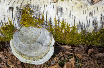 Touchwood Fungus or Fomes fomentarius mushroom growing on a fallen birch trunk in Scandinavia forest, Close up view from above, Björnön island, Västerås, Sweden