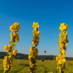 Blooming with yellow flowers mullein and flying bees against the background of meadows and the sky.