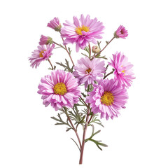 Natural plant asters flower isolated on a white background