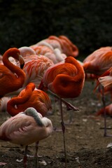 Fototapeta premium Pink flamingos in Prague Zoo