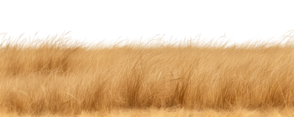 PNG Savannah grass field grassland outdoors savanna