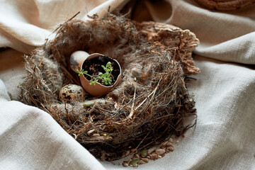 A nest made of twigs and grass holds a broken egg. The natural materials show signs of a recent loss in this terrestrial plant dish