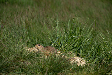 European ground squirrel in the grass.