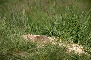 European ground squirrel in the grass.