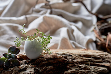 A bird nest made of twigs, grass, and natural materials, with a broken egg inside. The nest is built on the ground using soil, wood, and terrestrial plants - 786197675