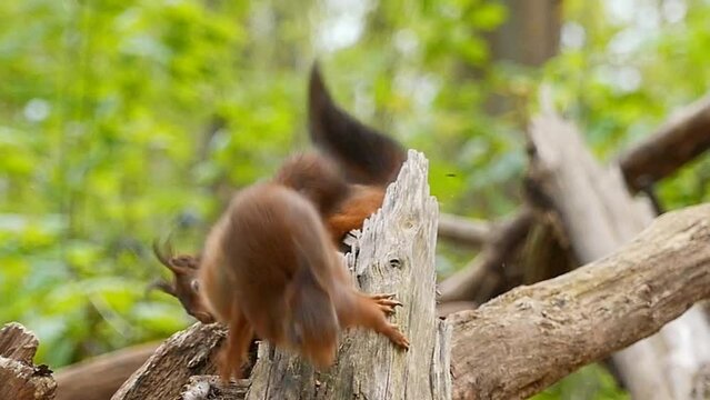 Pair of Eurasian red squirrels fighting on a broken tree branches in daytime with blur background