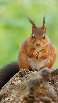 Vertical footage of a red squirrel stands on a broken tree trunk eating nuts in daytime