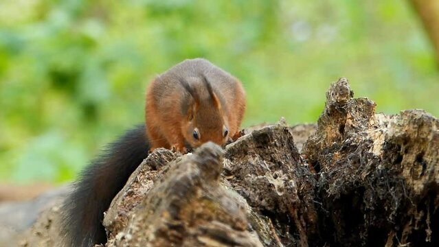 Eurasian red squirrel stands on a broken tree trunk eating nuts in daytime with blur background