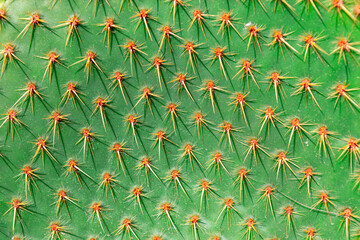 Close up cactus texture background. Macro shot of cactus pattern