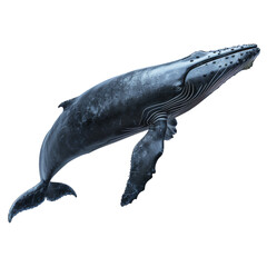  A Whale on transparency background