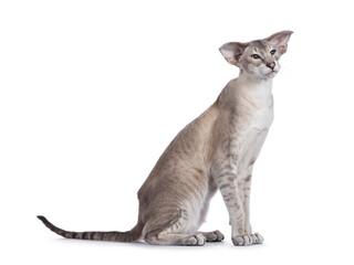 Elegant young adult Siamese cat, sitting up side ways. Looking beside and away from camera. Isolated on a white background.