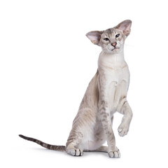 Elegant young adult Siamese cat, sitting up facing front with one paw playful in air. Looking towards camera. Isolated on a white background.