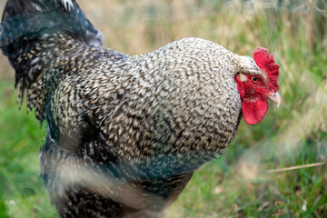 The Malines, Dutch: 'Mechelse Koekoek', a Belgian breed of large domestic chicken hen walking on a...
