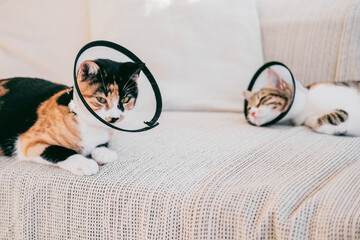 Pair of cats wearing protective cones lounge on a couch, depicting pet care