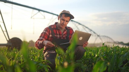 corn agriculture. a male farmer works on a laptop in a field with green corn sprouts. corn is lifestyle watered by irrigation machine. irrigation agriculture business concept