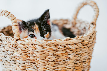 curious calico kitten peeks out from the corner of a woven basket, its bright eyes and whiskers sharply contrasted against the white backdrop.