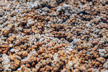 Process of naturally drying raw Luwak coffee beans in the fresh air. Luwak coffee harvest
