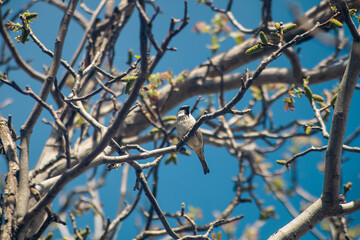 A small bird sits among the branches of a tree