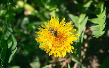 The bee is covered in pollen. A bee collects pollen from a yellow flower