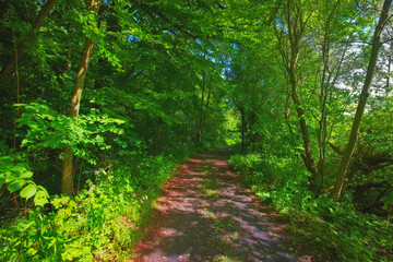 Environment, forest and path with trees in summer for conservation or sustainability of ecosystem. Jungle, landscape and dirt road with rainforest or woods for adventure, exploration and hiking