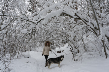 A woman with a husky dog ​​in the forest in winter.