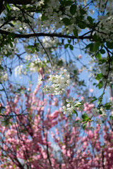 White cherry blossoms on a background of pink almond flowers