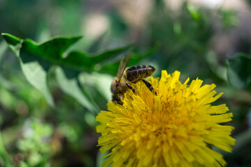 The bee is covered in pollen. A bee collects pollen from a yellow flower