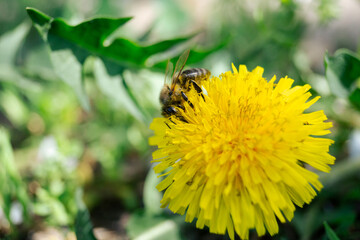 The bee is covered in pollen. A bee collects pollen from a yellow flower