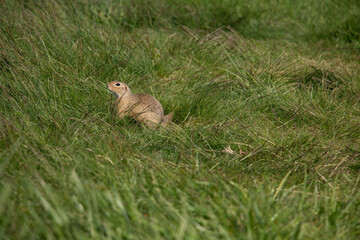 Naklejka na ściany i meble European ground squirrel in the field. (spermophilus citellus)