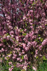 Obraz premium Decorative almond flowers. Bush with pink flowers