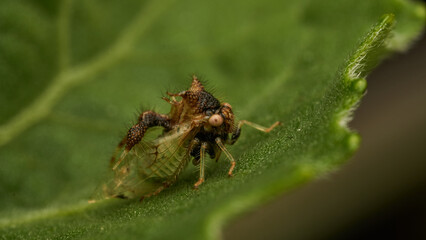 strange insect walking on a green leaf (Cyphonia)