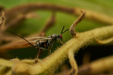 Full profile details of a fly with red eyes