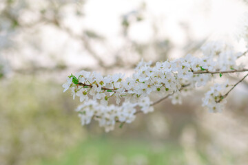 Spring background, White flowers, green tree leaves on blurred background