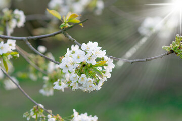 Spring background, White flowers, green tree leaves on blurred background