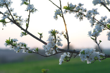 Spring background, White flowers, green tree leaves on blurred background