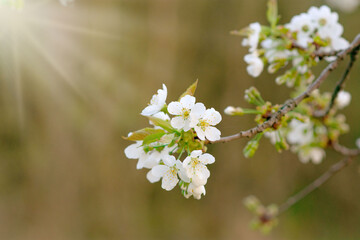 Spring background, White flowers, green tree leaves on blurred background