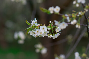 Spring background, White flowers, green tree leaves on blurred background