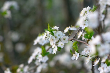 Spring background, White flowers, green tree leaves on blurred background