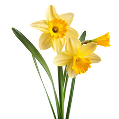 Natural yellow Daffodil flower isolated on a white background